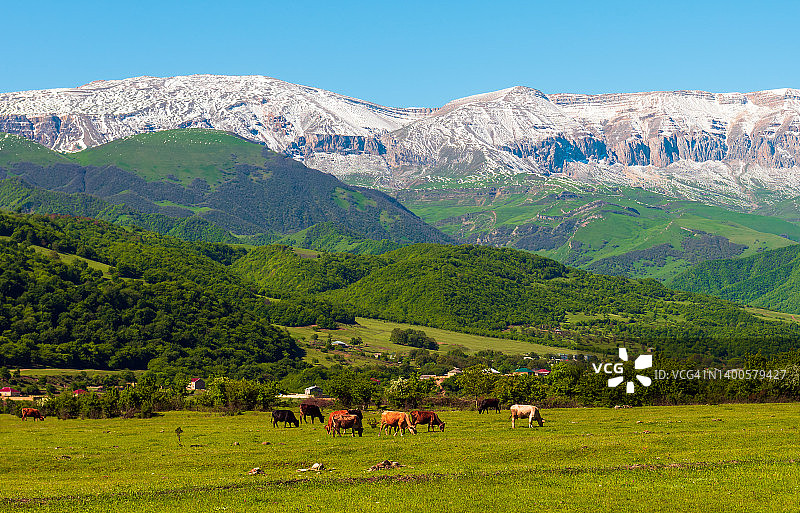 一群牛羊在山上的绿色草地上吃草图片素材