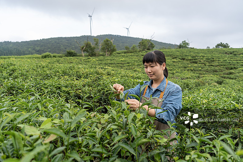 一位亚洲女性农民在茶园工作图片素材
