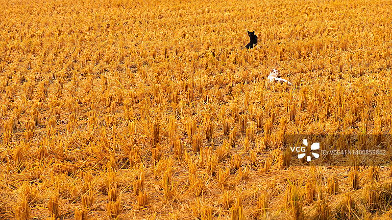 收获后的稻田里有两只猫。图片素材