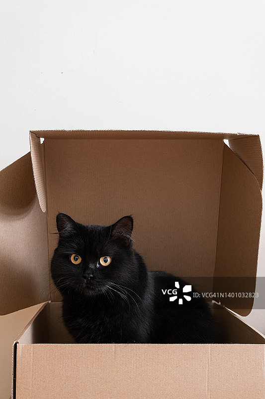 可爱有趣的橙色眼睛的黑猫坐在一个纸板箱里看着镜头。图片素材