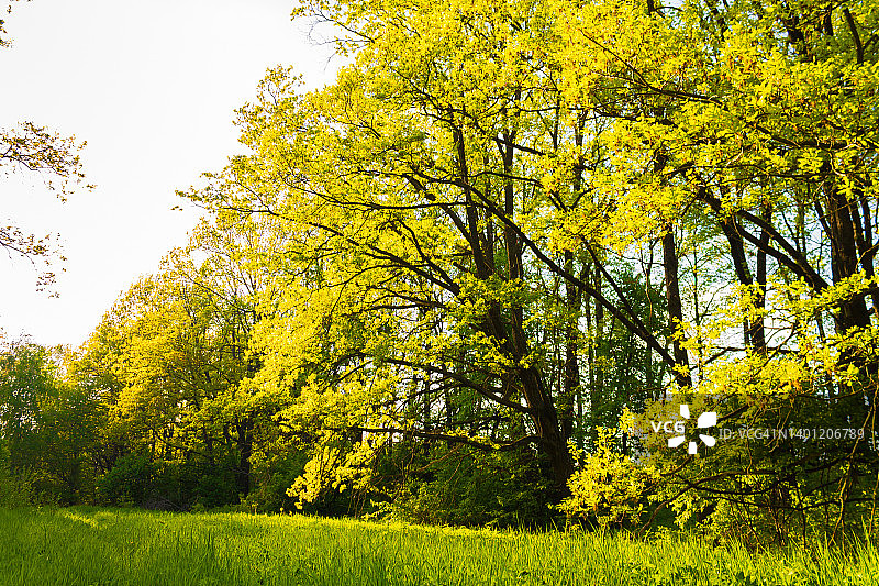 草地上的一棵美丽的橡树，阳光透过绿色的树枝照射进来图片素材