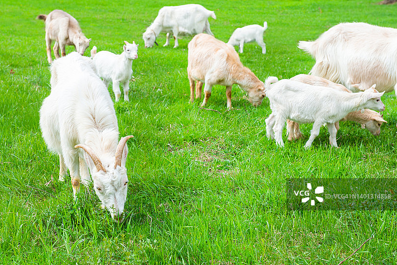 白色的山羊带着小山羊在绿色的草地上图片素材