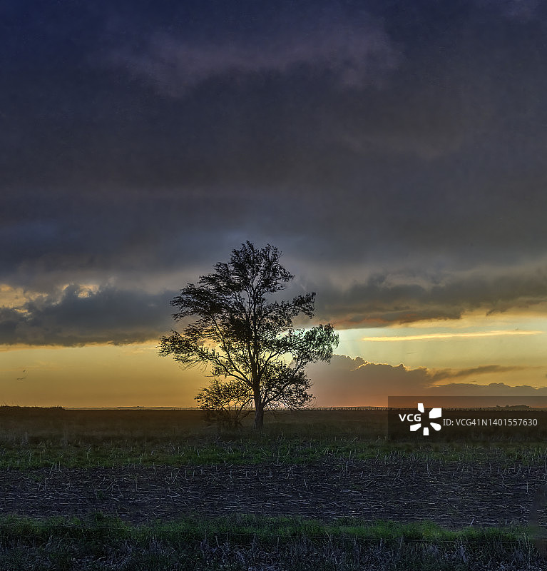 大平原上的暴风雨日落和一棵孤独的树图片素材