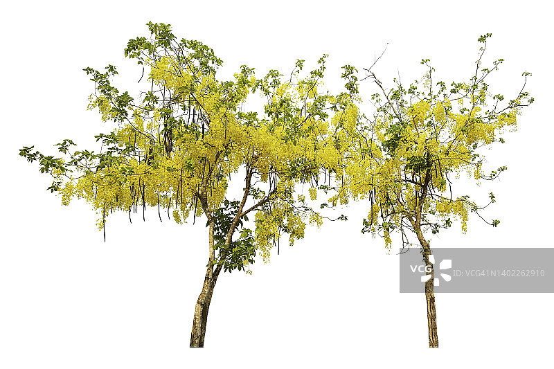 一对金色的淋浴树孤立在一个白色的背景，修剪路径图片素材