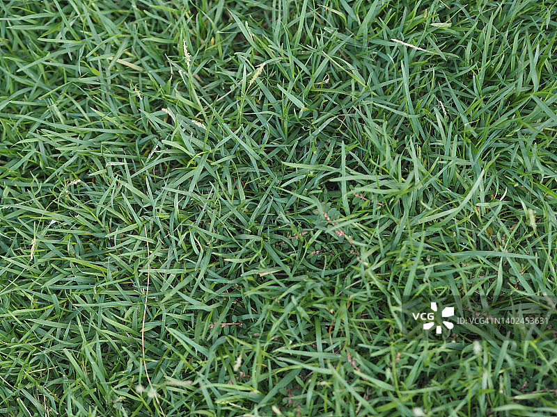 热带地毯，绿叶草坪草在花园的自然背景图片素材