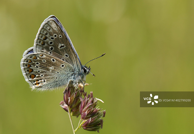 一只漂亮的雄性普通蓝蝴蝶(Polyommatus icarus)休息在一颗草籽上。图片素材
