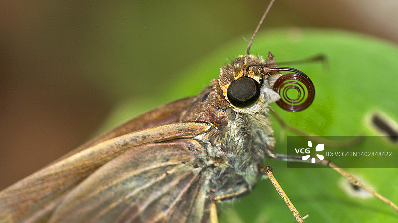 蝴蝶，科尔科瓦多国家公园，哥斯达黎加图片素材