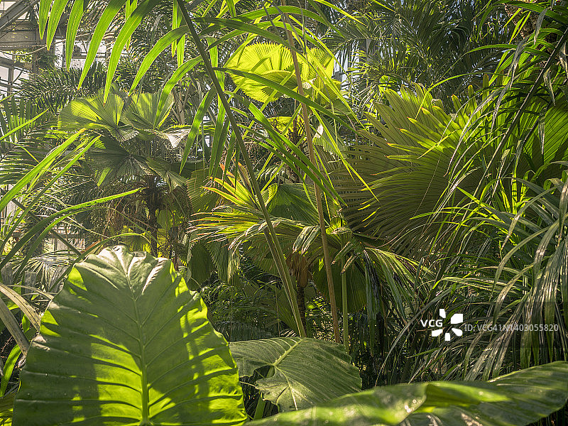 郁郁葱葱的雨林植物图片素材