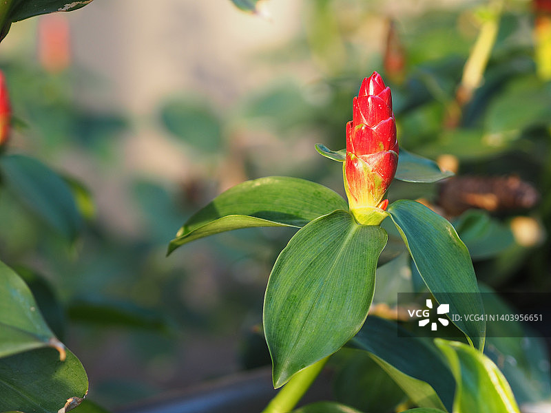 木香，木香科红花绿叶花，种植园林绿化自然背景图片素材