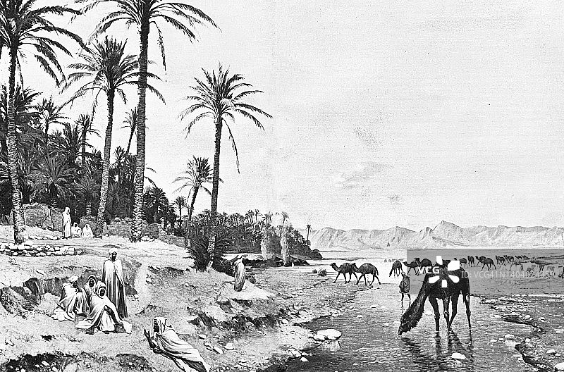 骆驼从牧场回来，埃及农民望着图片素材