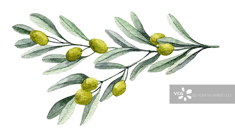 水彩橄榄枝与绿色水果图片素材