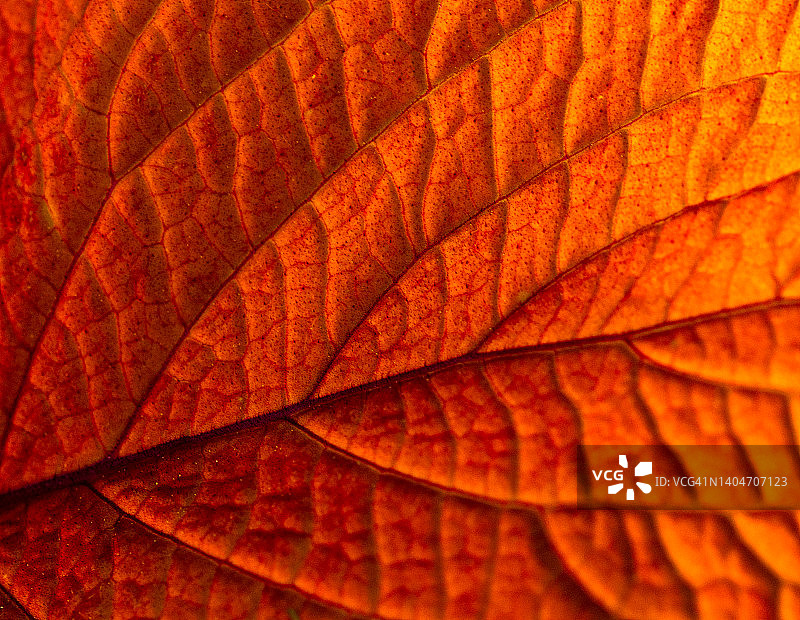 橙色的自然图案和结构绣球花的叶子图片素材