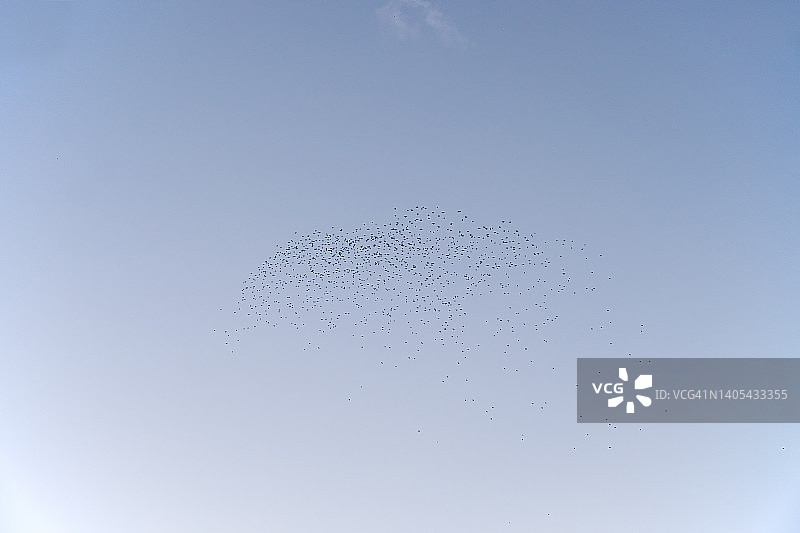 一群椋鸟在天空中飞翔图片素材