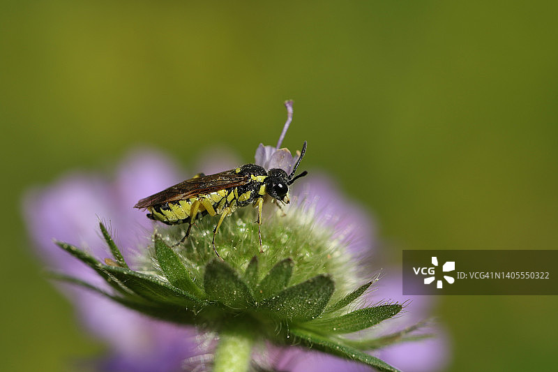 一只锯蝇，Tenthredo，在草地上的一朵花上。图片素材