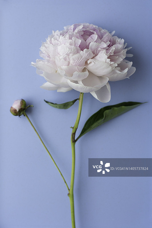 大朵粉红色牡丹，花蕾在蓝色背景图片素材