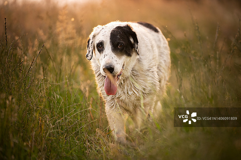 一只狗在草地上散步图片素材