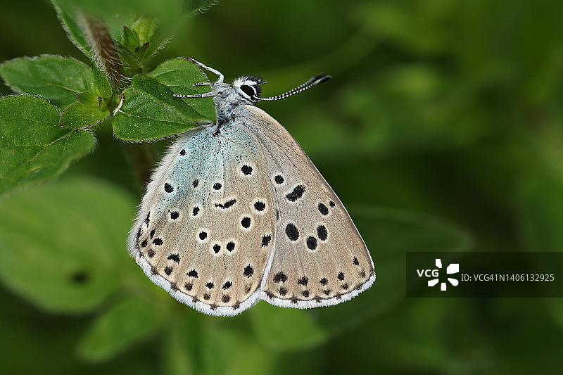一只罕见的大蓝蝴蝶，大蓝蝴蝶，停在草地上的一片植物叶子上。图片素材