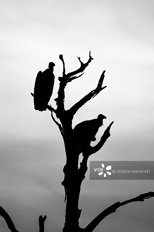 南非克鲁格公园，白背秃鹰栖息在一具尸体上方的树上图片素材