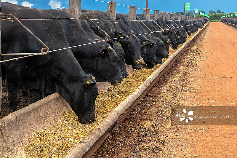 安格斯牛在农场的饲养场里进食图片素材