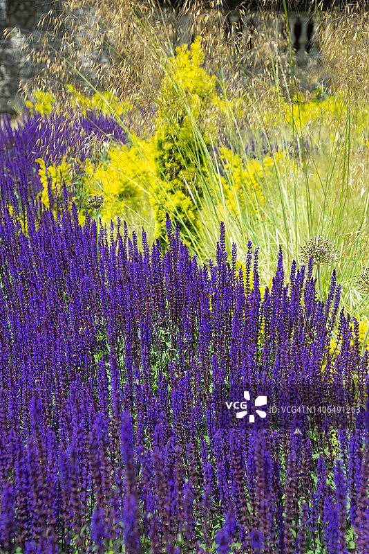 夏季花园中丹参与黄草和紫杉的对比图片素材