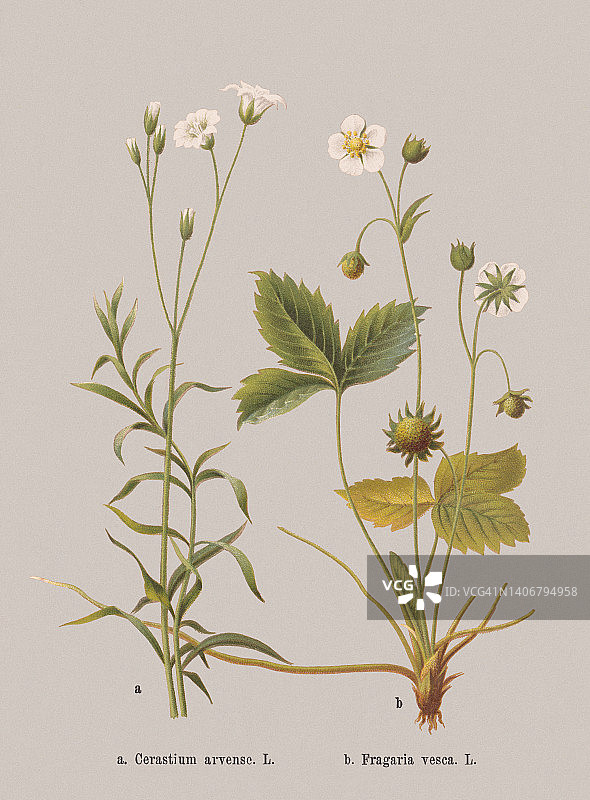 春花(石竹科，蔷薇科)，石刻，1884年出版图片素材