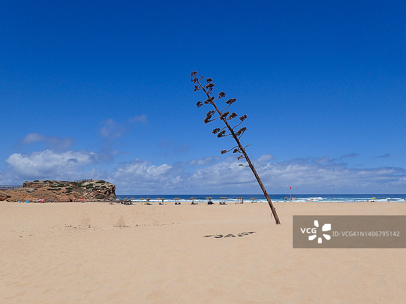 美洲龙舌兰(世纪植物)在波尔多海滩，卡拉帕特拉，阿尔加维，葡萄牙。图片素材