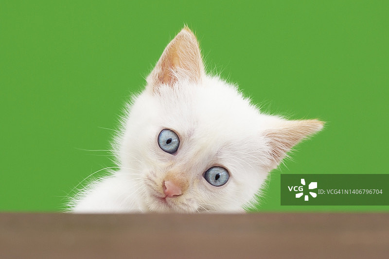 蓝眼睛小猫在看图片素材