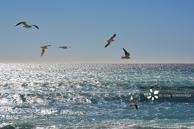 海鸥飞过法国的地中海图片素材