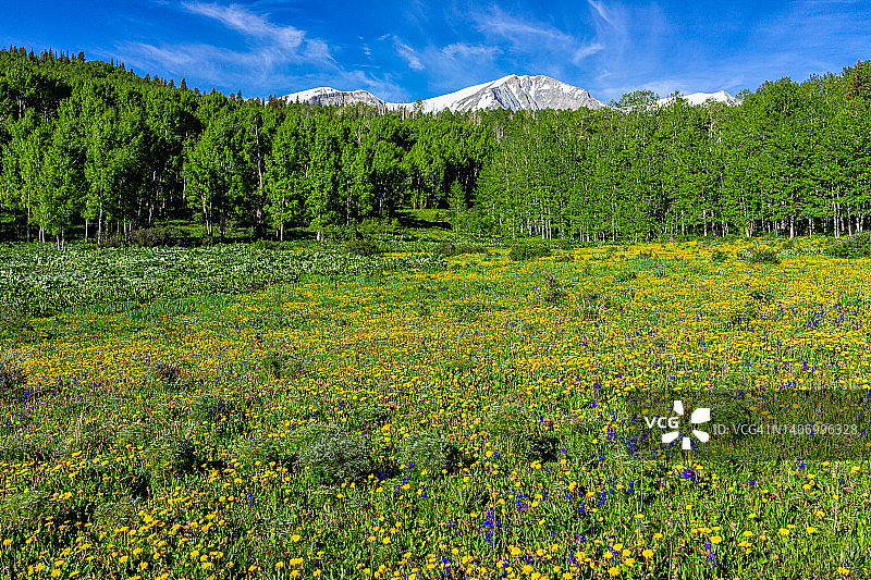 黄色的蒲公英花田草地景观在托马斯湖徒步旅行的索普里斯山，卡本代尔，科罗拉多州与雪山索普里斯与蓝天的看法图片素材