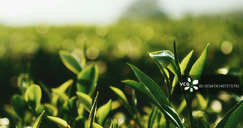 生态草本农场绿茶树鲜叶。茶园树在早晨的阳光照耀下。新鲜草本天然园林农田。喝有机放松健康植物。农场的绿茶树图片素材