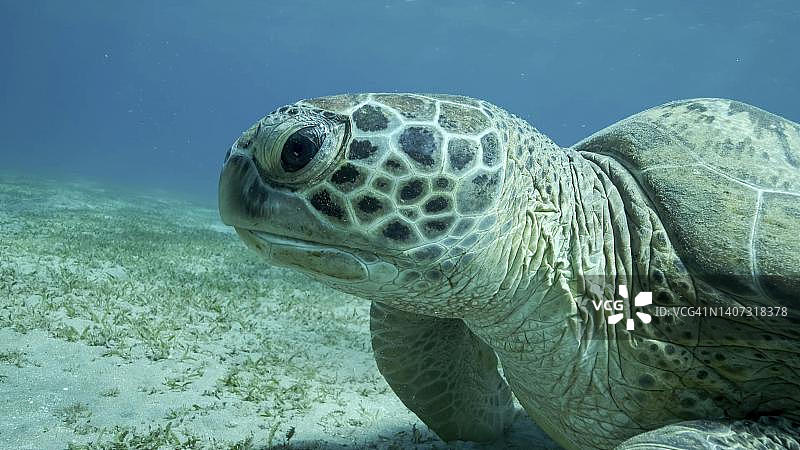 绿色的大海龟在海底覆盖着绿色的海草，绿海龟(Chelonia mydas)水下拍摄。埃及红海图片素材