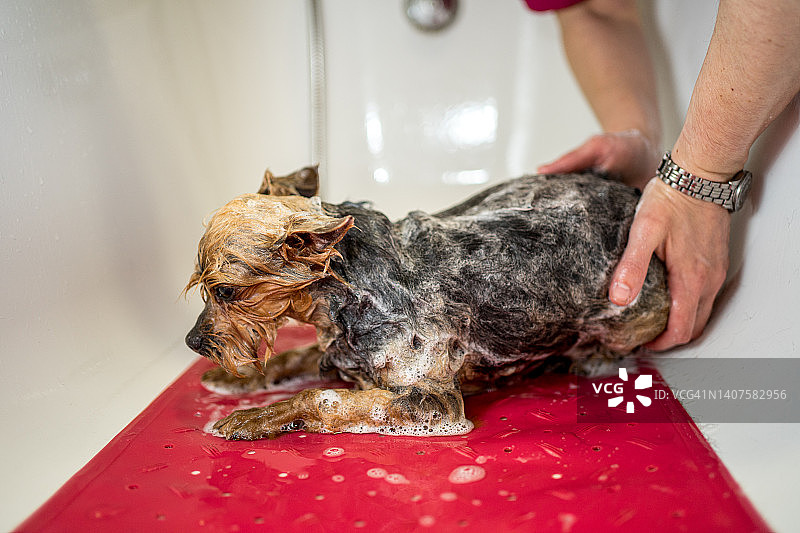 一位狗美容师的手在给一只约克郡小猎犬洗澡时搓洗洗发水图片素材