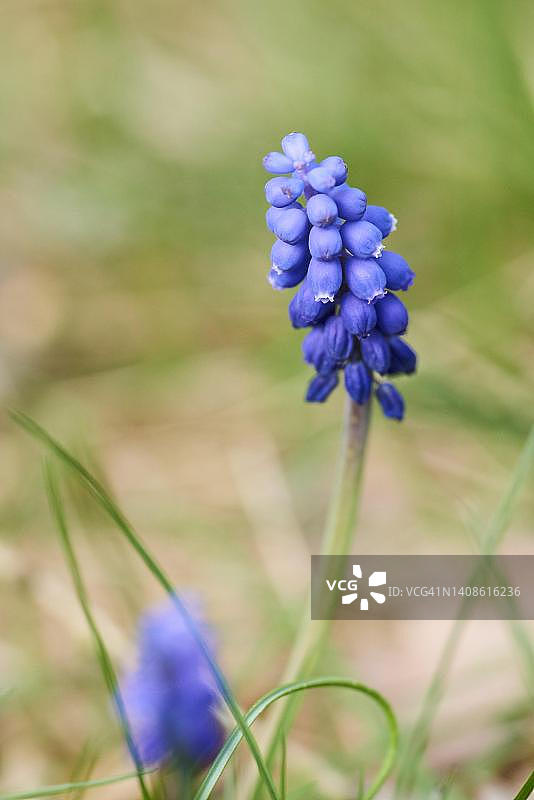 风信子(Muscari忽略)开花，巴伐利亚，德国图片素材