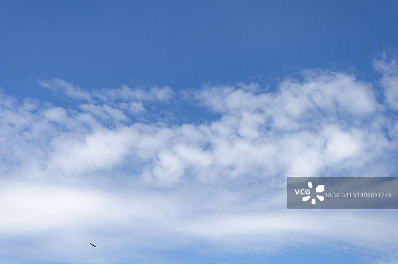 蓝天白云，海鸥飞翔图片素材