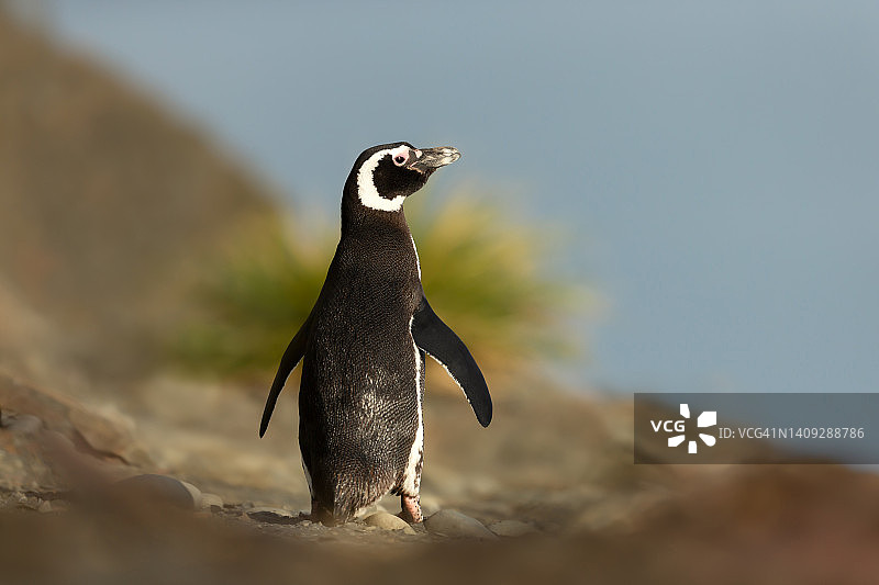 福克兰群岛沿海地区的麦哲伦企鹅图片素材