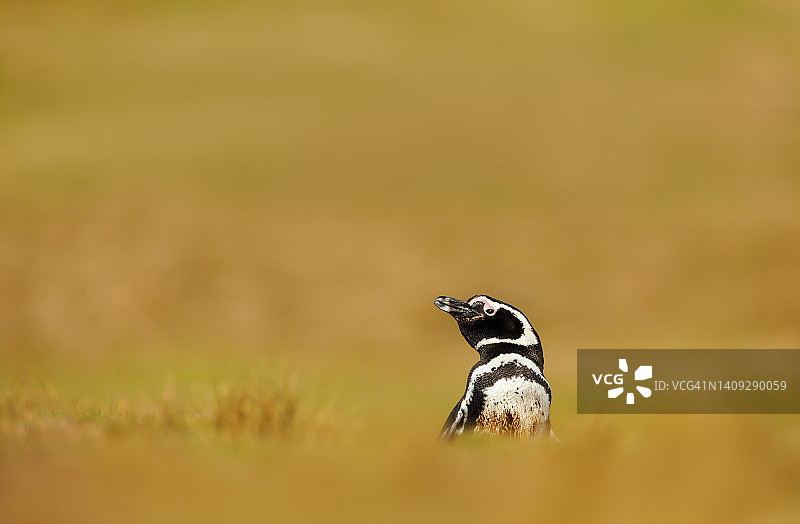 阳光明媚的下午，草地上的麦哲伦企鹅图片素材