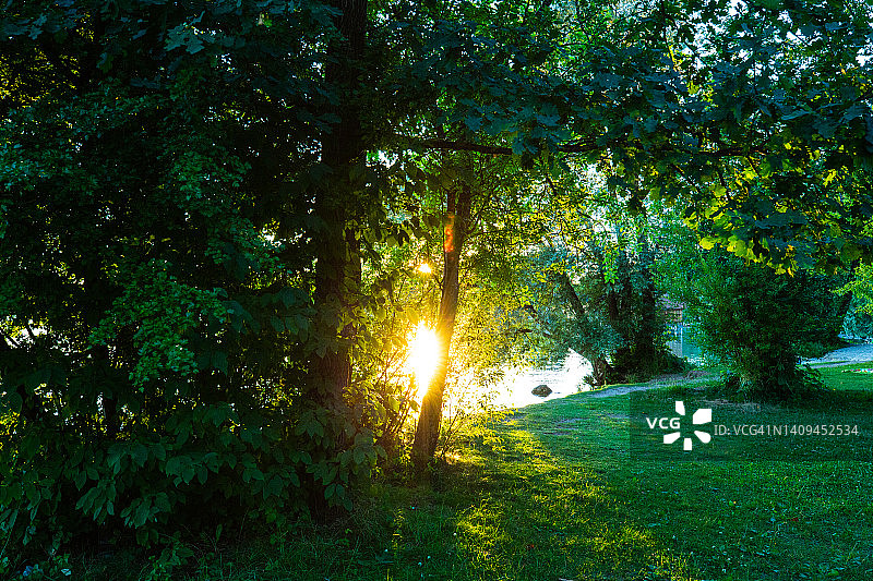树梢间的夕阳图片素材