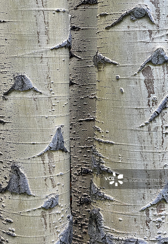 白杨树皮，水泥溪谷，科罗拉多州图片素材