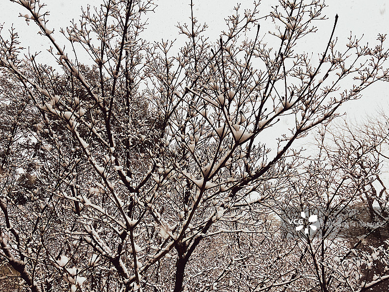 下雪了:光秃秃的树枝上积满了新雪图片素材