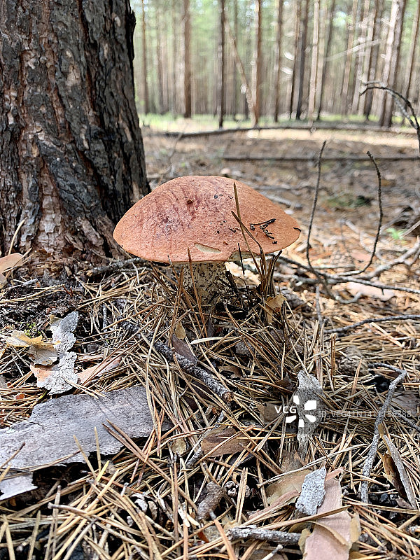 森林里可爱的红头蘑菇图片素材