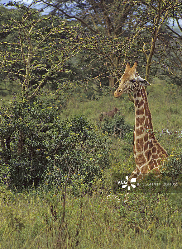 马赛长颈鹿(长颈鹿camelopardalis)在非洲大草原休息图片素材