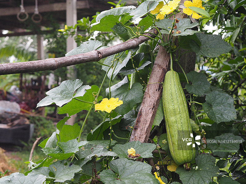 丝瓜角，葫芦科绿色蔬菜新鲜的褐色织物在花园上的自然背景图片素材