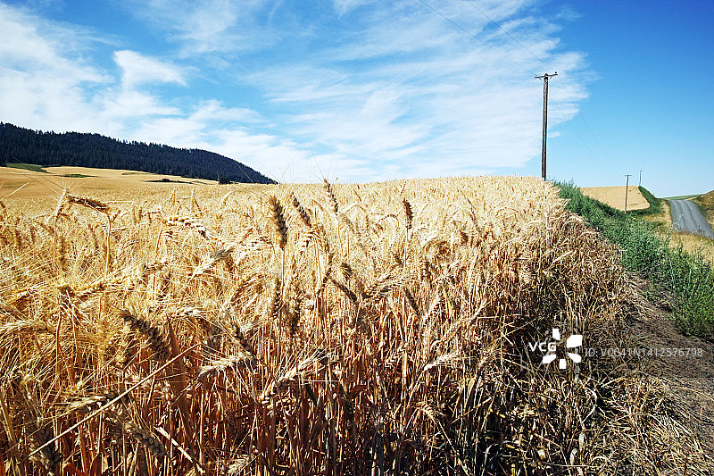 华盛顿州帕卢斯地区的小麦作物图片素材