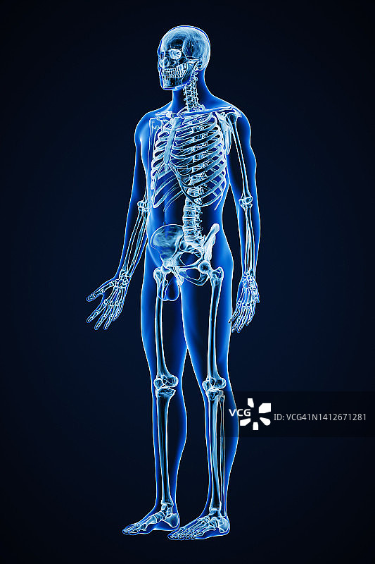 准确的x线前四分之三视图全人体骨骼系统与成年男性身体轮廓三维渲染插图。医学，保健，解剖学，骨科，科学概念。图片素材