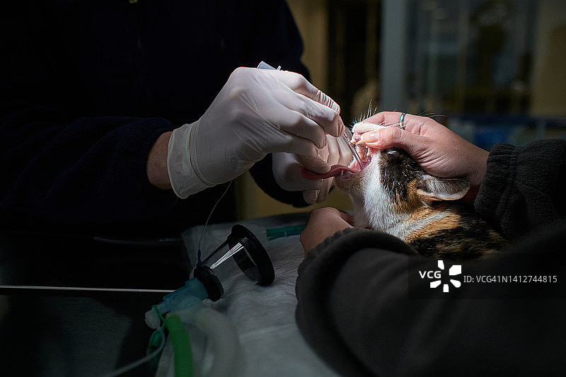 兽医通过麻醉猫的嘴插入一根管子以辅助呼吸进行手术。图片素材