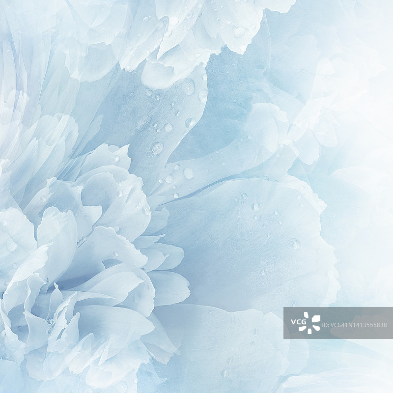 蓝色牡丹花和花瓣牡丹花卉背景。特写镜头。大自然。图片素材
