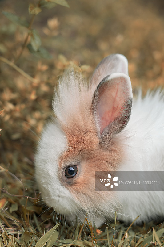 可爱的小白兔和橙色小兔子。图片素材