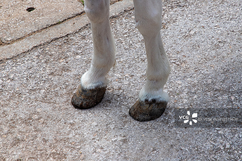 马的腿在白天站在混凝土上。图片素材