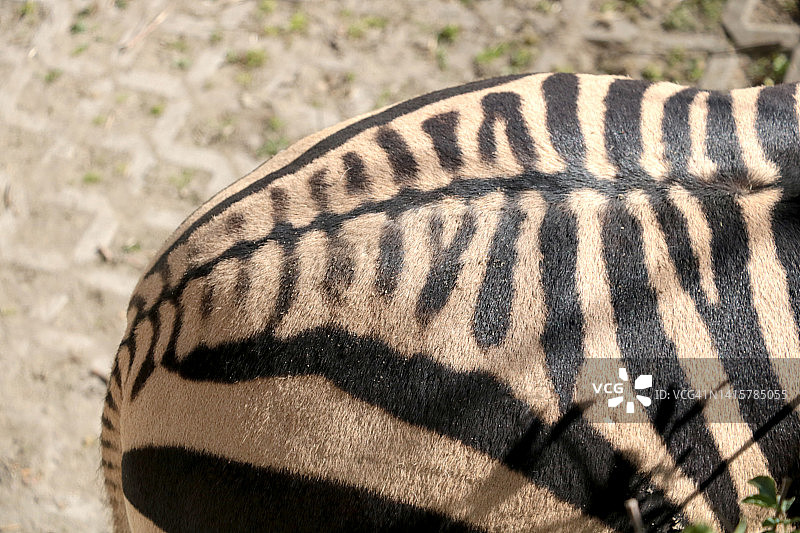 动物园里漂亮的条纹斑马。图片素材
