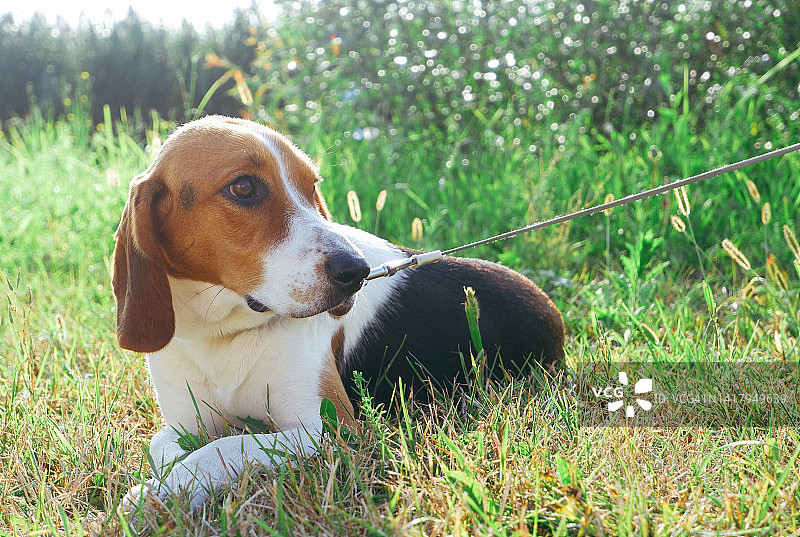 宠物。比格犬爱沙尼亚猎犬。可爱的小狗在夕阳下的绿色草坪上散步。图片素材